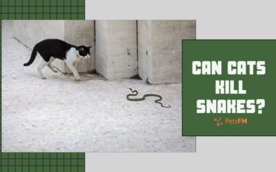Can Cats Kill Snakes? (Venomous & Non-Venomous Snakes)